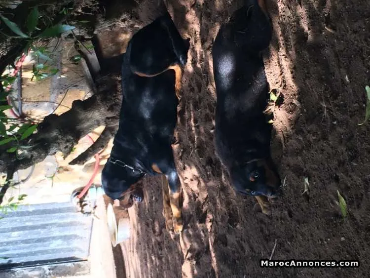 Chiot rotweiler femelle pure race très bon prix. - الدار البيضاء (3)