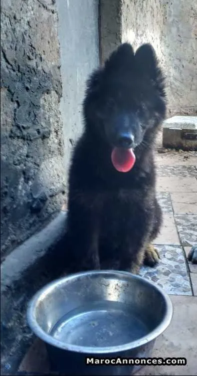 Chiots berger royale - الدار البيضاء