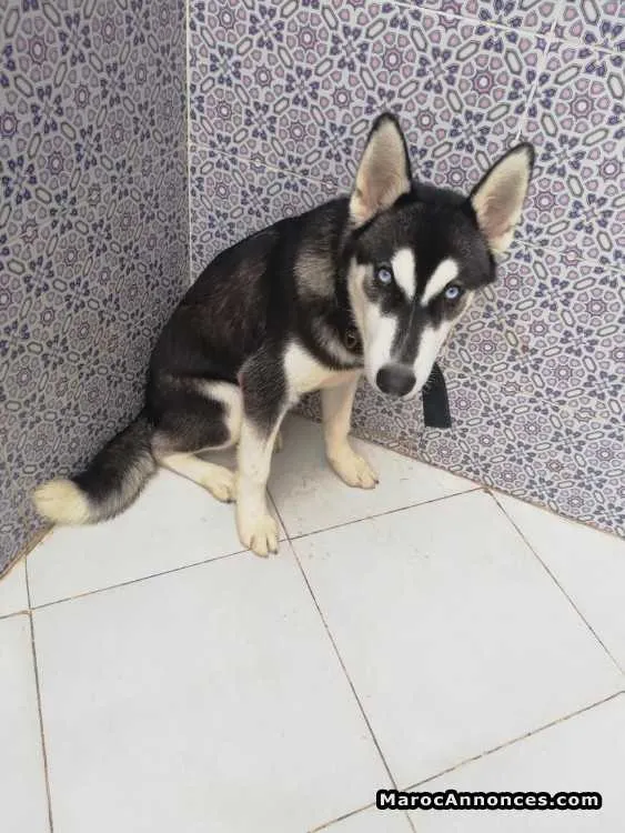 Husky pure race - الدار البيضاء (2)
