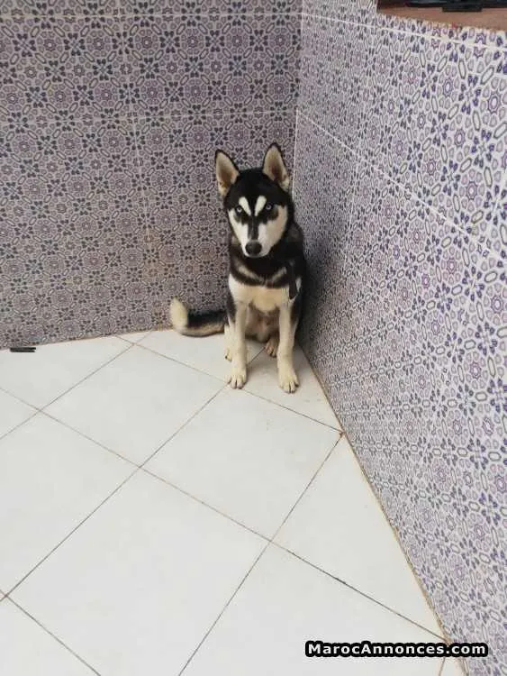 Husky pure race - الدار البيضاء (3)