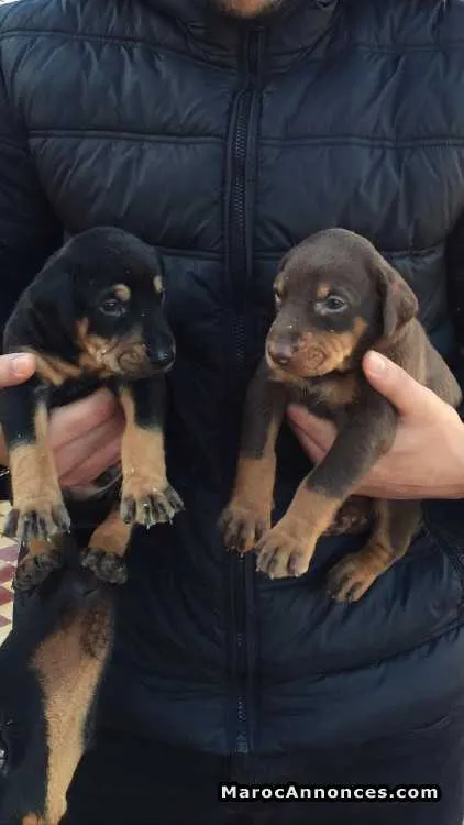 Chiots doberman 1 mois vacciner vermifuger - الدار البيضاء