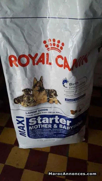Chiots doberman 1 mois vacciner vermifuger - الدار البيضاء (3)