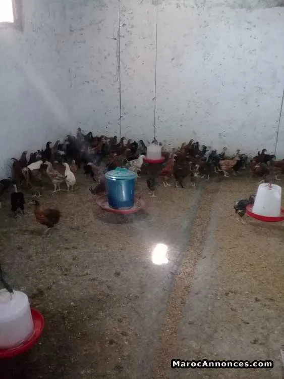 Poulets beldi à  vendre - الدار البيضاء