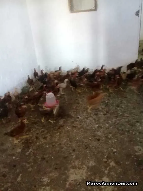 Poulets beldi à  vendre - الدار البيضاء (2)