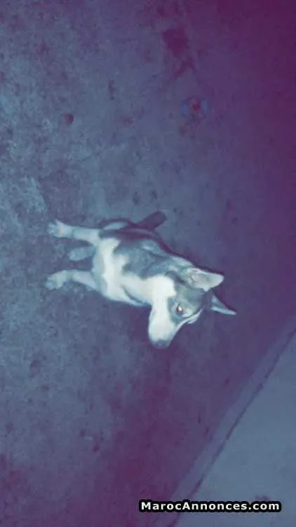 Huskey - الدار البيضاء