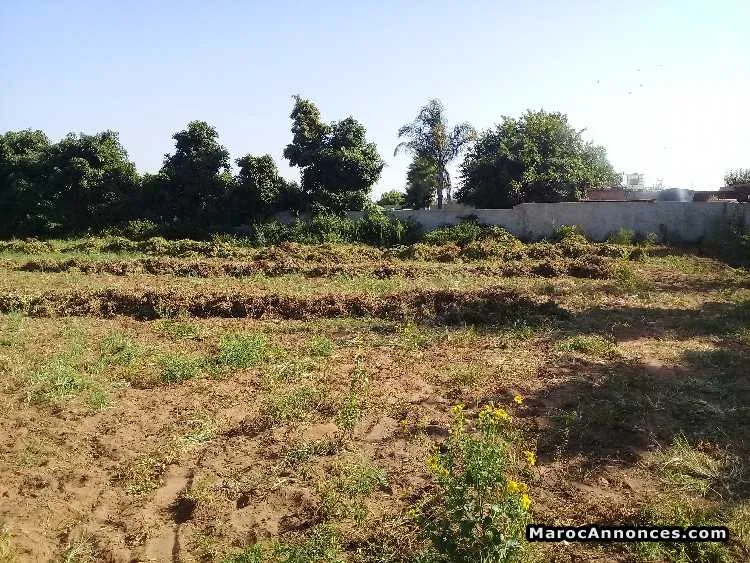 Terrain 1.5 hectare - الدار البيضاء (3)