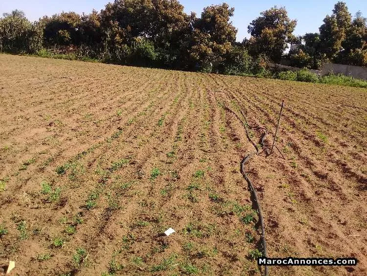 Terrain 1.5 hectare - الدار البيضاء