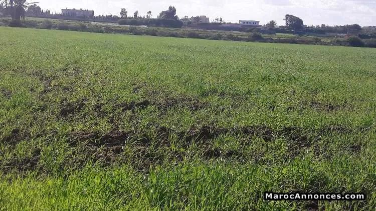 Terrain  a vendre a dar bouazza(titre fonce) - الدار البيضاء (2)