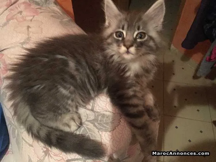 Chatons maine coon - الدار البيضاء (3)