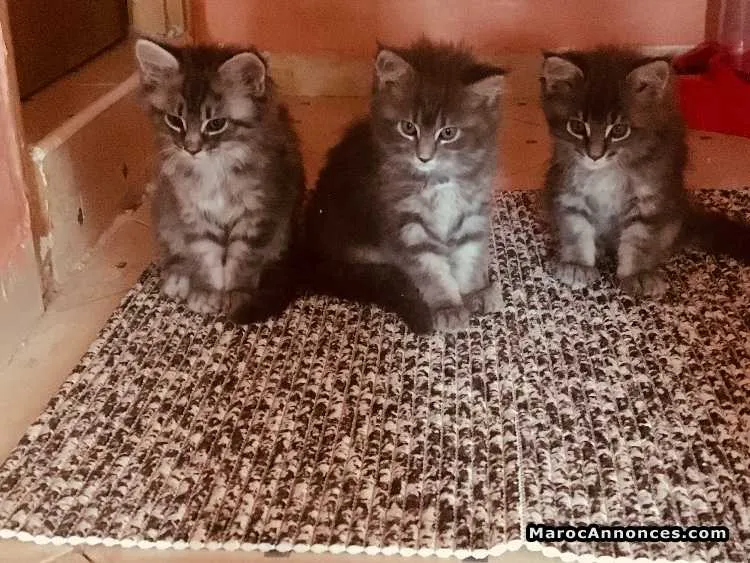 Chatons maine coon - الدار البيضاء