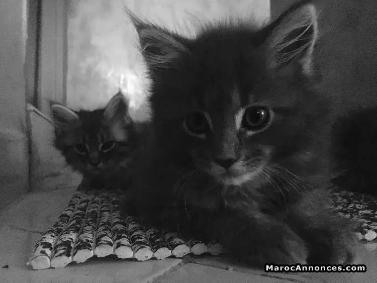 Chatons maine coon - الدار البيضاء (2)