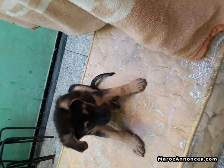Chiots berger allemand - الدار البيضاء (2)