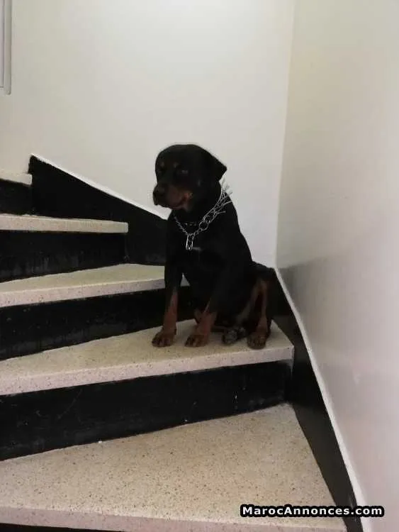 Chien à vendre - الدار البيضاء (2)