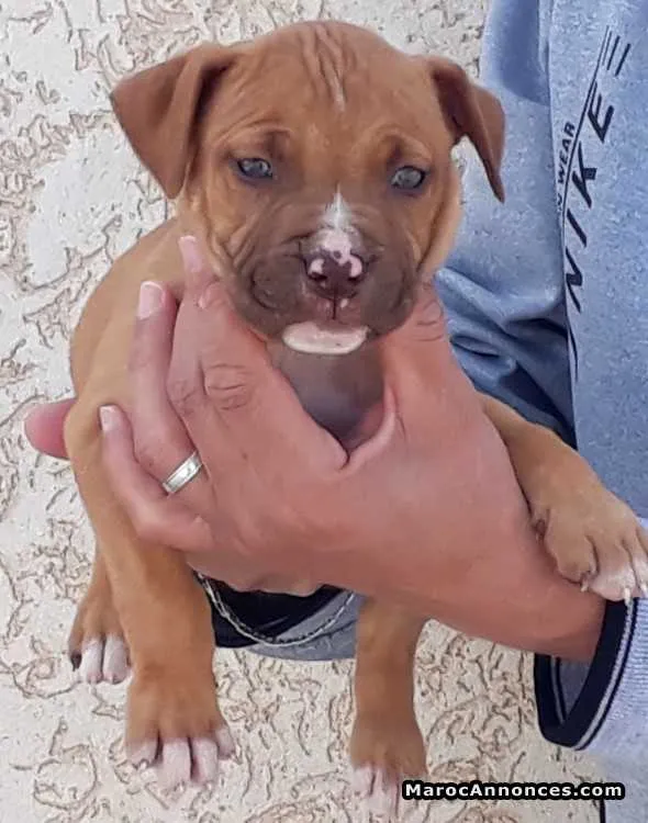 American staffordshire terrier - الدار البيضاء (2)