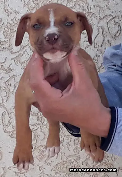 American staffordshire terrier - الدار البيضاء