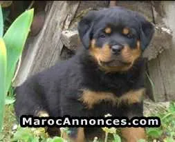 Chiots rottweiler grand taille américaine - الدار البيضاء
