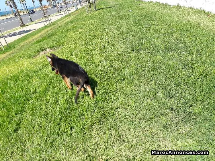 Chiots femelle berger à vendre - الدار البيضاء