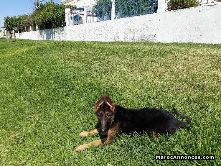 Chiots femelle berger à vendre - الدار البيضاء (2)
