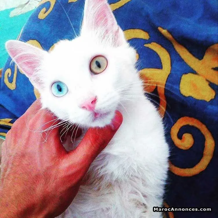 Angora chat - pure race - الدار البيضاء