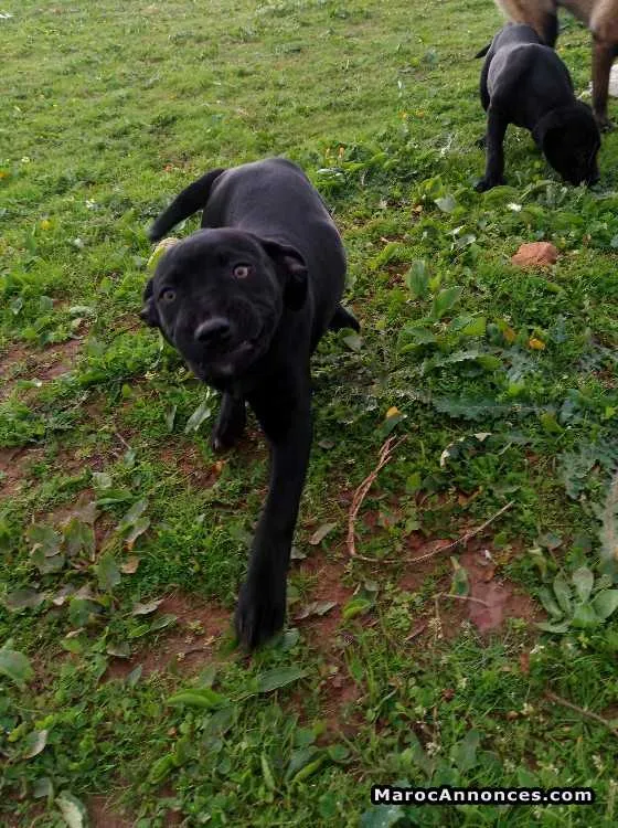 Cane corso - الدار البيضاء (2)