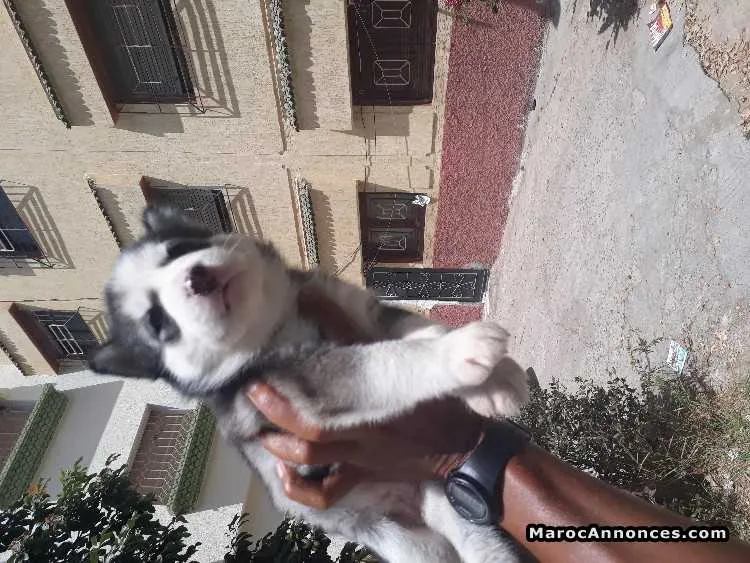 Chiots femelle husky seberien - الدار البيضاء