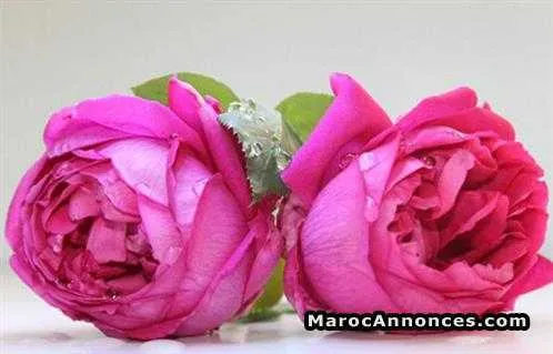 Cherche bint nas pour mariage - الدار البيضاء