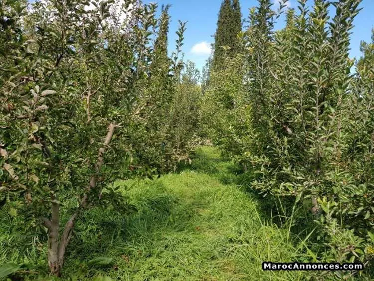 Ferme à vendre - الدار البيضاء