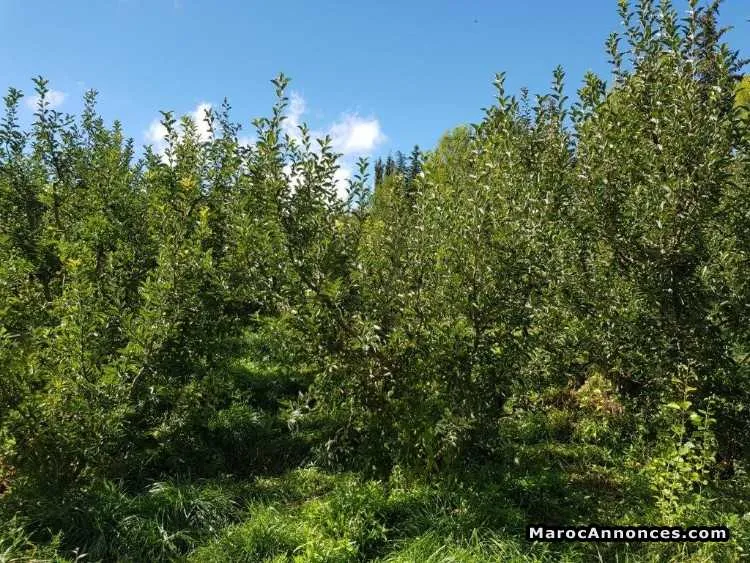 Ferme à vendre - الدار البيضاء (3)