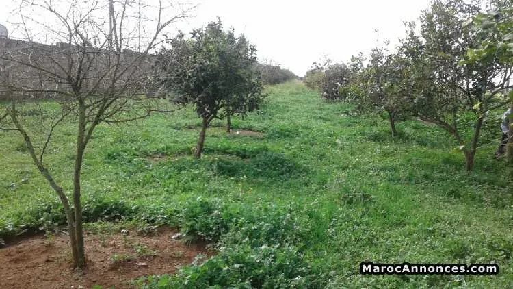 Ferme à temara - الدار البيضاء (3)
