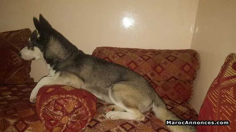 Femelle husky - الدار البيضاء