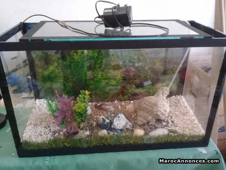 Aquarium à vendre - الدار البيضاء (2)
