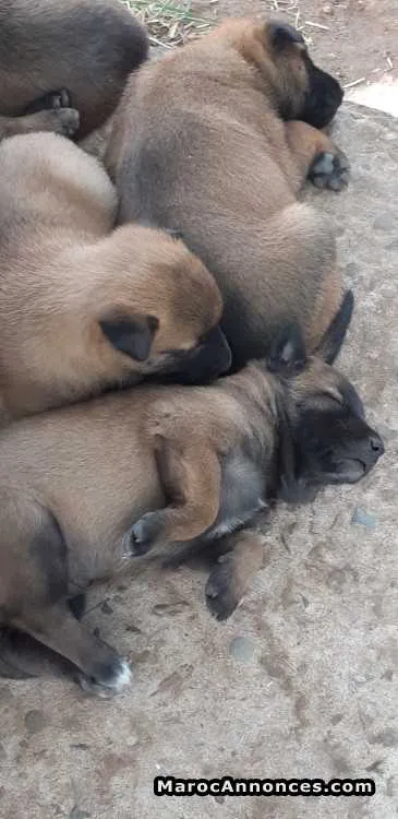 Malinois charbonné à vendre - الدار البيضاء (2)