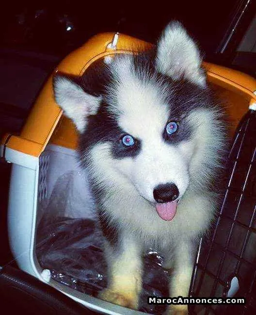 Femelle husky 8 mois à vendre - الدار البيضاء