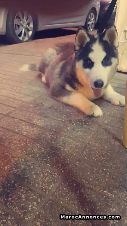 Femelle husky 8 mois à vendre - الدار البيضاء (2)