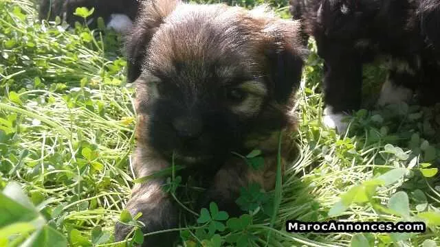 Caniche bichone à vendre - الدار البيضاء (2)