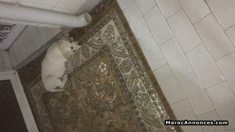 Labrador sable 2mois vacciné - الدار البيضاء (2)