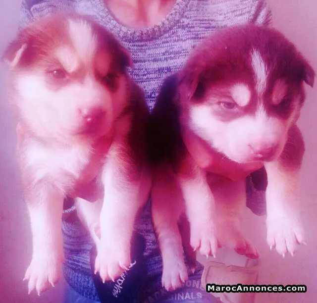 Husky chiots - الدار البيضاء