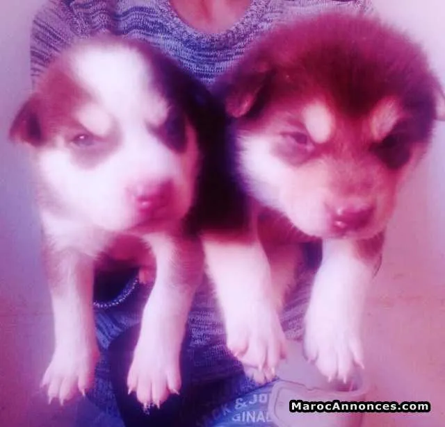 Husky chiots - الدار البيضاء (2)