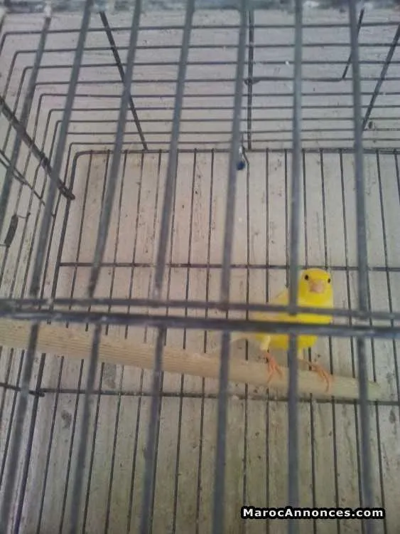 Couple canari - الدار البيضاء (2)