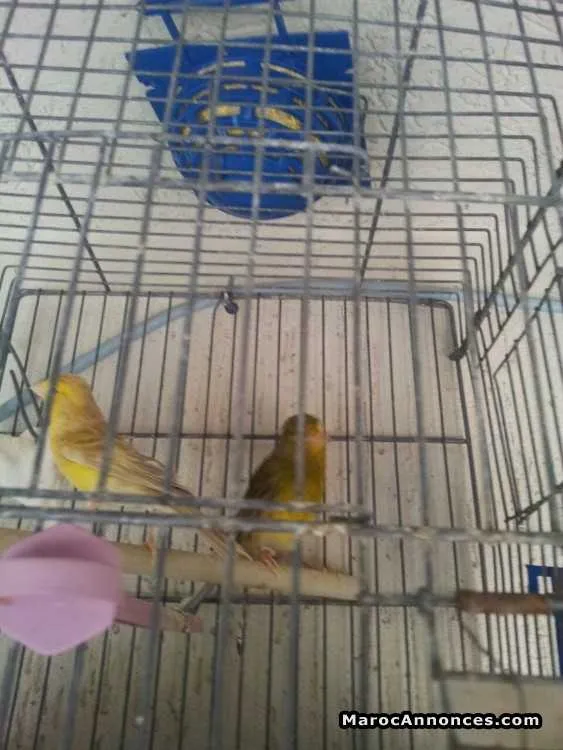 Couple canari - الدار البيضاء (3)