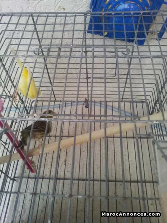 Couple canari - الدار البيضاء