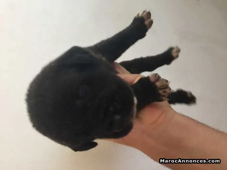 Cane corso chiots - الدار البيضاء