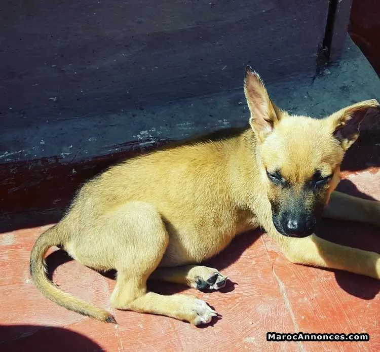 Chiots mallinois de 3 mois - الدار البيضاء