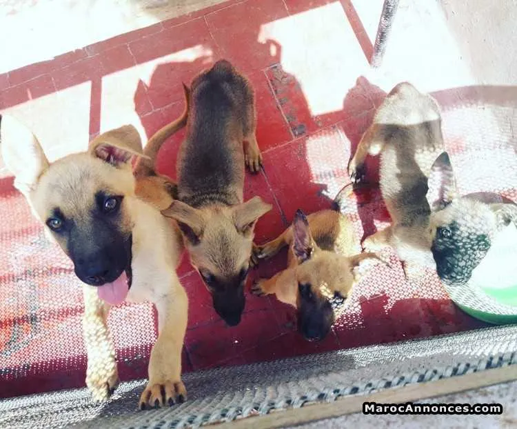 Chiots mallinois de 3 mois - الدار البيضاء (3)