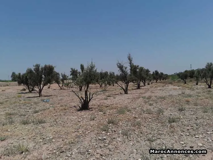 Vente terrain agricole de 3he à rte de ouarzazate - الدار البيضاء