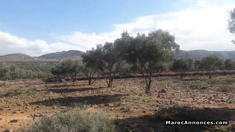 Terrain a vendre - الدار البيضاء