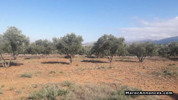 Terrain a vendre - الدار البيضاء (3)