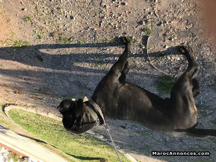Cane corso - الدار البيضاء