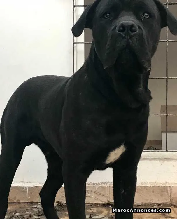 Cane corso - الدار البيضاء (2)