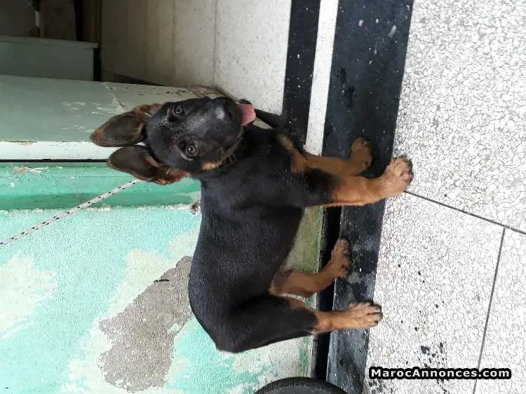 Chiots berger allemand - الدار البيضاء